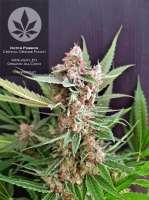 Imagen de pineappleltd (Critical Orange Punch)