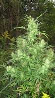 Imagen de Roadkill420 (Frisian Dew)