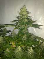 Imagen de prayer (White Widow)