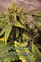 Imagen de Farma (White Widow)