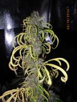 Dutchgrown Seeds Laughing Tiger - photo réalisée par mojavegreen