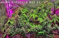 Eazy Daze Cultivators Alien Struggle Bus - photo réalisée par cincy11jr