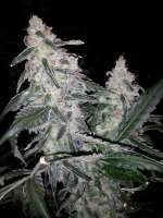 Imagen de grinspoon (Chaos Kush)