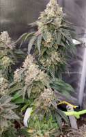 Elev8 Seeds Sherbet Cookies - photo réalisée par GoodtoGrow