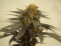 Emerald Triangle Blueberry Headband - photo réalisée par Cultivator420