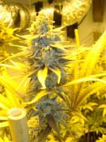 Imagen de sokah (Grapefruit Krush)