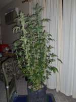 Imagen de trixie (Mastodon Kush)