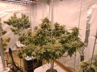 Ethos Genetics Forbidden Zkittlez - photo réalisée par Gettingbetter365