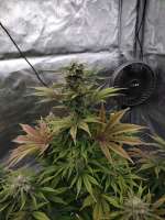 Imagen de Natedog7171 [Pluto Cut Autoflower]