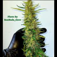 Evil Bear Genetics Hawaiian Gamma - photo réalisée par evilbeargenetics