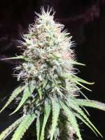 Imagen de Egoist (Afghan Skunk)