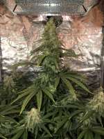 Imagen de Egoist (Afghan Skunk)