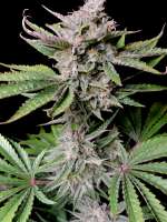 Pic for Cherry Cola Auto (Fast Buds Company)