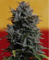 Fast Buds Company Girl Scout Cookies - photo réalisée par lee1969