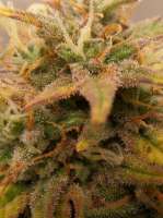 Imagen de truare (Gorilla Glue)