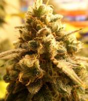 Imagen de truare (Gorilla Glue)