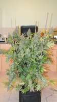 Imagen de kimbu (Gorilla Glue)