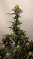 Fast Buds Company Moby Dick Auto - photo réalisée par Grow4releaf