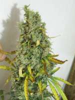 Imagen de tropics (Hawaiian Sativa)