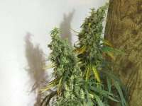 Imagen de tropics (Hawaiian Sativa)