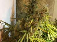 Imagen de tropics (Hawaiian Sativa)