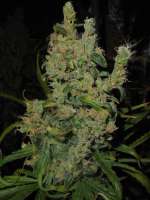 Imagen de PineapplePunch (Hawaiian Sativa)