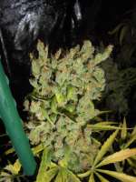 Imagen de PineapplePunch (Hawaiian Sativa)