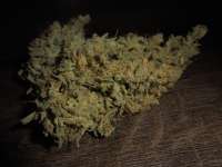 Imagen de PineapplePunch (Hawaiian Sativa)