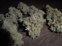 Imagen de PineapplePunch (Hawaiian Sativa)