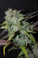 Imagen de majic (Blueberry Cheesecake)