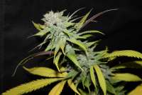 Imagen de majic (Blueberry Cheesecake)