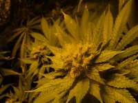 Imagen de loveweed27 (Blueberry Cheesecake)