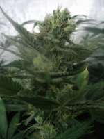 Imagen de loveweed27 (Blueberry Cheesecake)