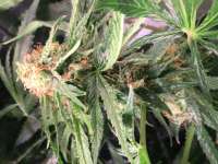 Female Seeds Critical Sour - photo réalisée par greentopfarms