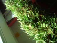 Imagen de Roadkill420 (Easy Sativa)