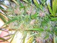 Female Seeds Easy Sativa - photo réalisée par Roadkill420