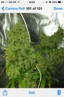 Imagen de jayblay (Lemon Kush)