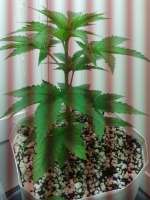 Imagen de FreedomGarden (Lemon Kush)