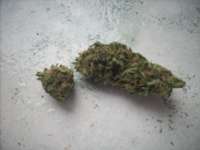 Imagen de dzhangar09 (Outdoor Grapefruit)