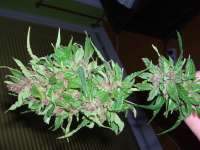 Female Seeds Purple Power - photo réalisée par Roadkill420