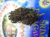 Imagen de Roadkill420 (Purple Power)