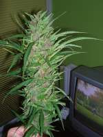 Female Seeds Purple Power - photo réalisée par Roadkill420