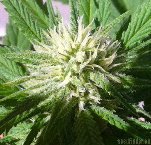 Female Seeds SexBud