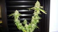 Imagen de FreedomGarden (White Widow)