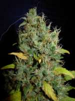 Imagen de Nushaba (White Widow x Big Bud)