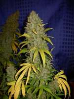 Imagen de Nushaba (White Widow x Big Bud)