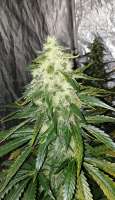 Imagen de FlowerPowerSeedBank (BlueChem)