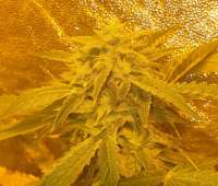 Imagen de FlowerPowerSeedBank (Haze Hell OG)