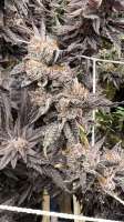 Fresh Coast Seed Company Truffle Breath - photo réalisée par Modoak