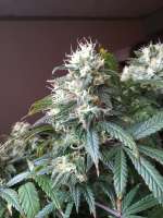 Imagen de Kellyo75 (Blueberry Gum Nr2)